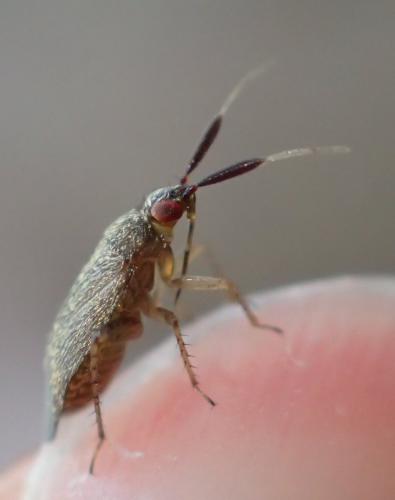 Atractotomus sp.